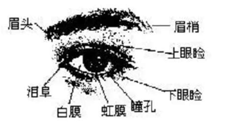 羅漢眉 面相|金自在相面秘訣——眉毛篇